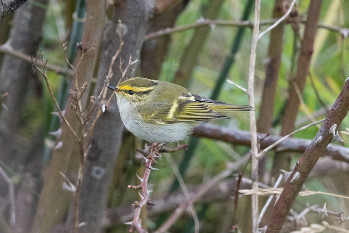 Pallas's Warbler