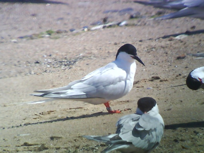 Roseate Tern