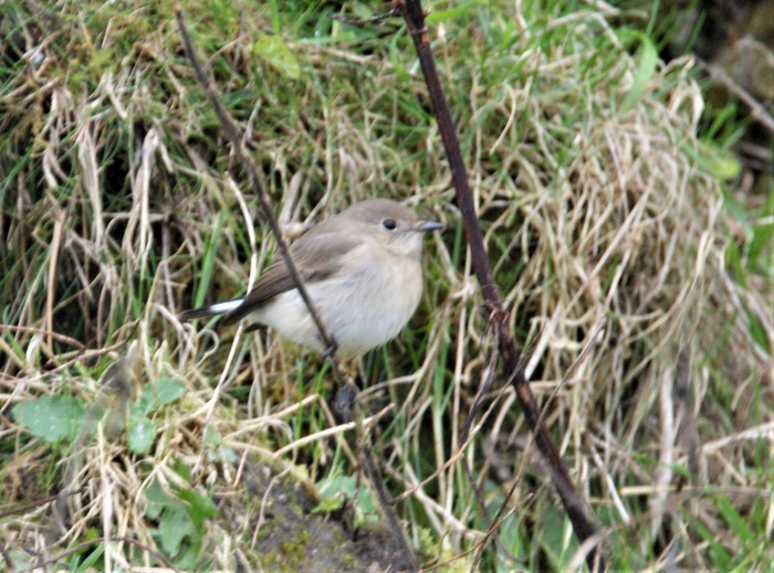 Taiga Flycatcher