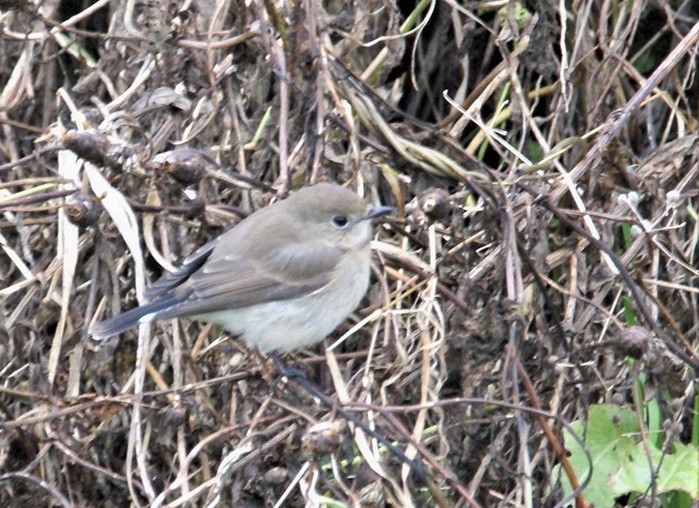 Taiga Flycatcher