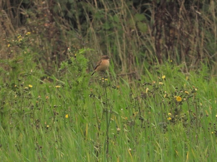 Stejneger's Stonechat
