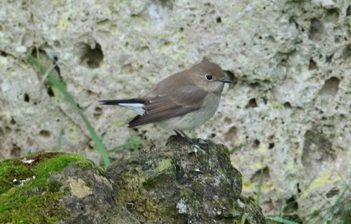 Taiga Flycatcher