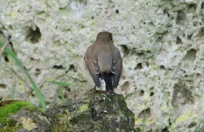 Taiga Flycatcher