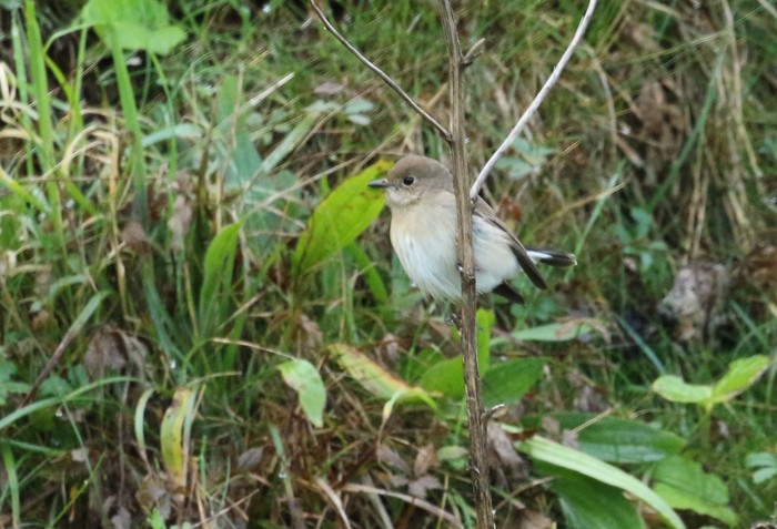 Taiga Flycatcher