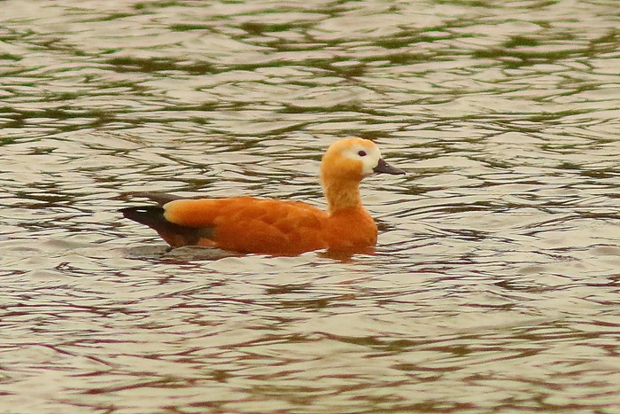 Ruddy Shelduck