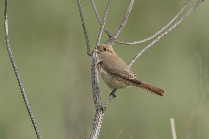 Isabelline Shrike