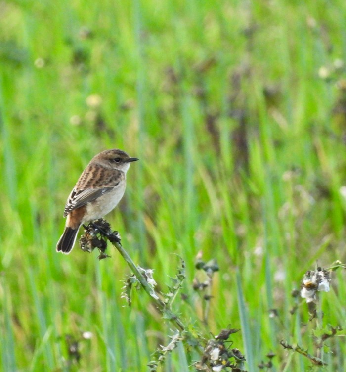 Stejneger's Stonechat 