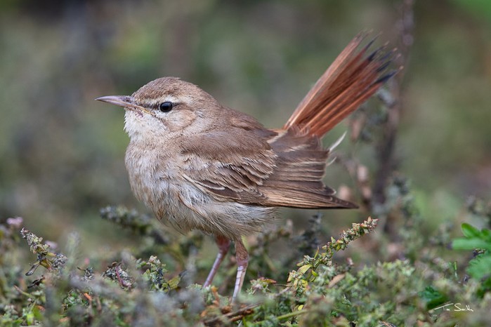 Eastern Rufous Bush Chat