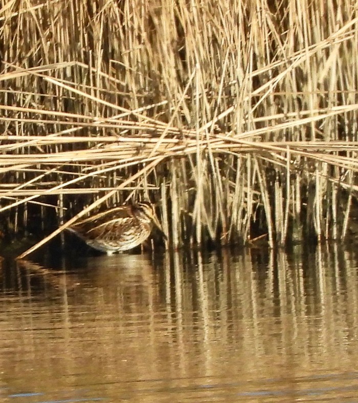 Jack Snipe 