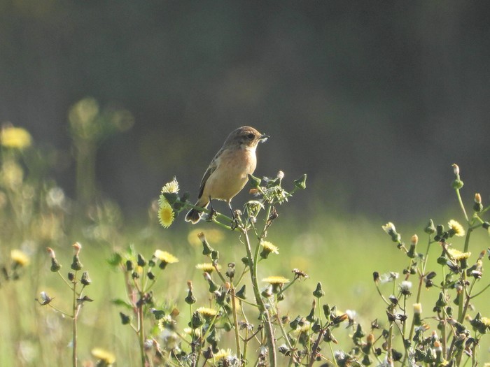 Stejneger's Stonechat