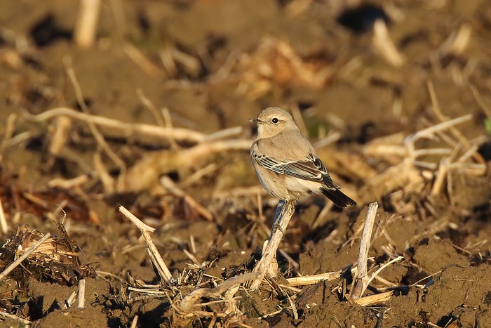 Desert Wheatear