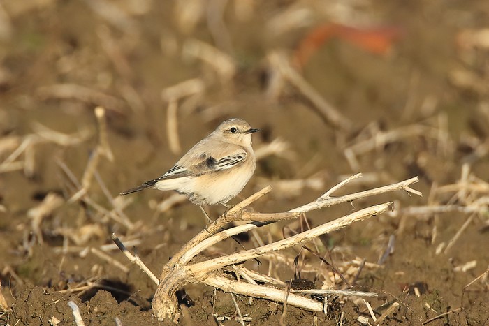 Desert Wheatear