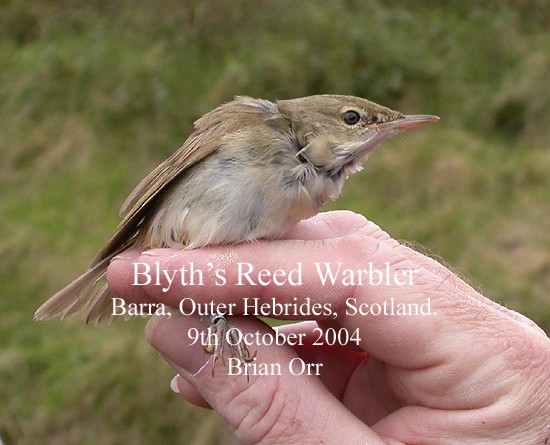 Blyth's Reed Warbler