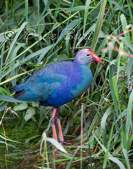 Purple Gallinule