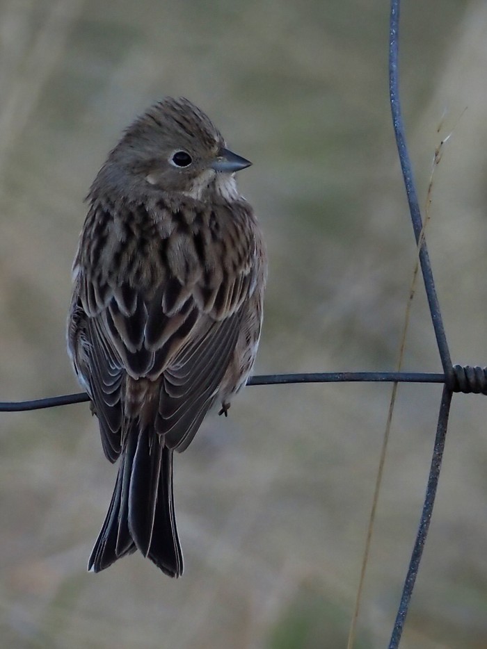Pine Bunting