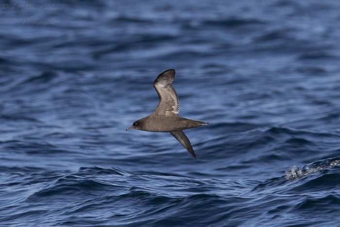 Sooty Shearwater