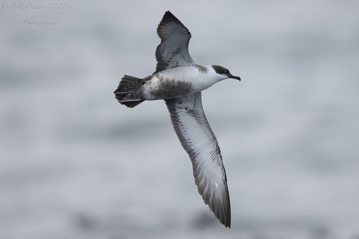 Great Shearwater