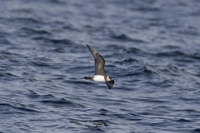 Arctic Skua