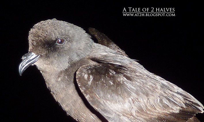 Storm Petrel