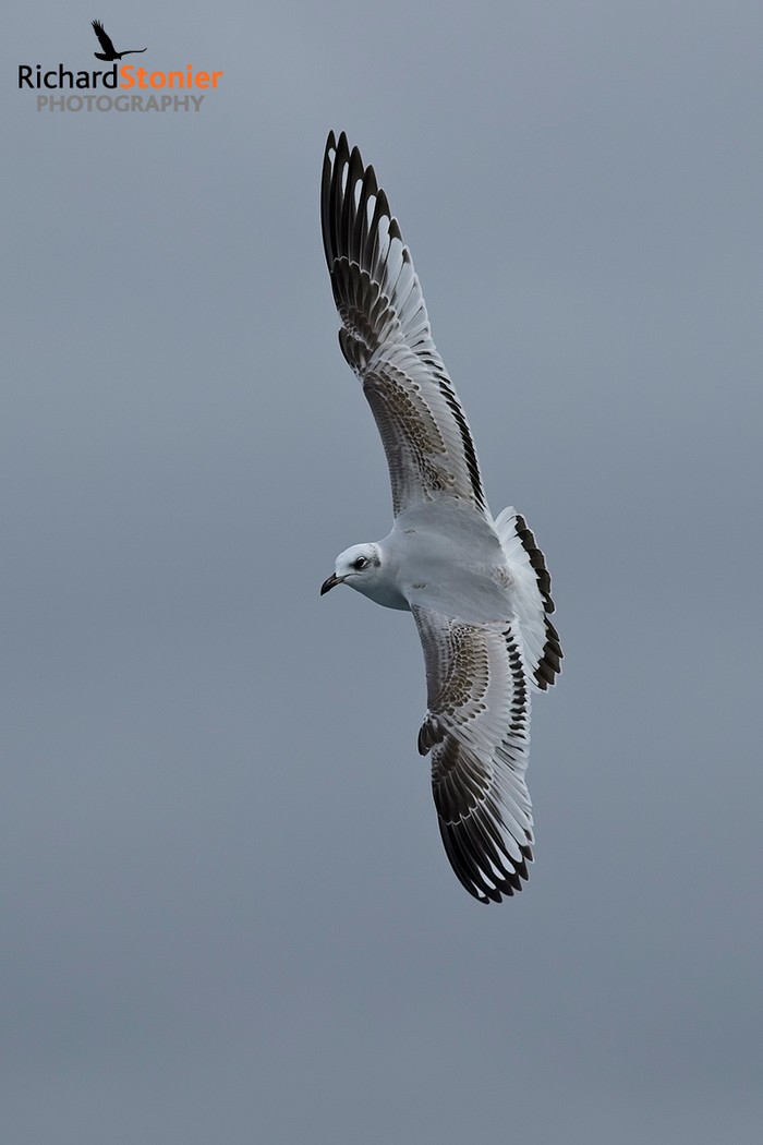 Mediterranean Gull