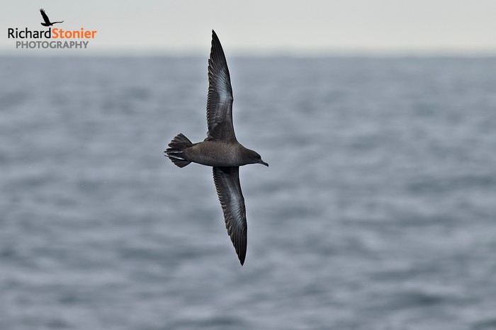 Sooty Shearwater