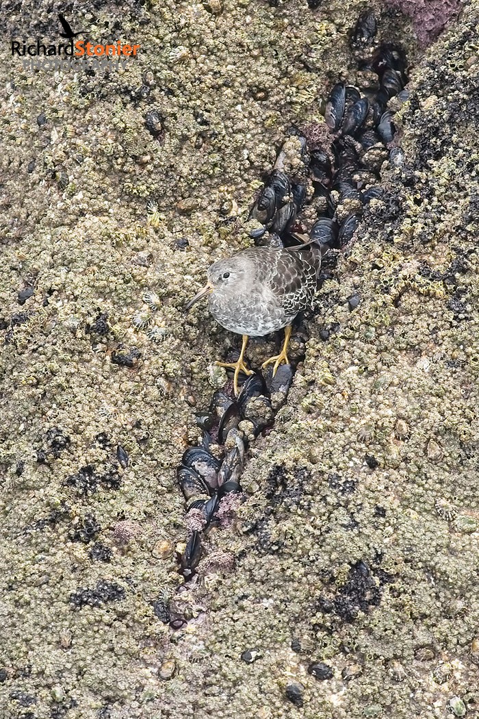 Purple Sandpiper