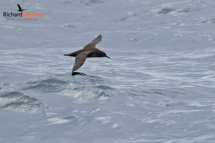 Sooty Shearwater