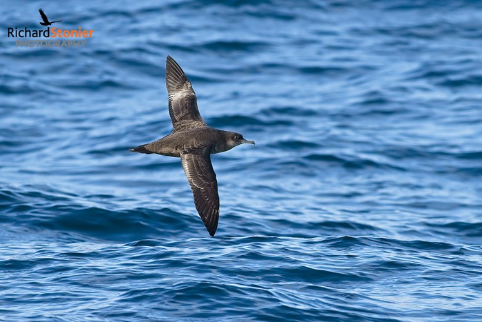 Sooty Shearwater