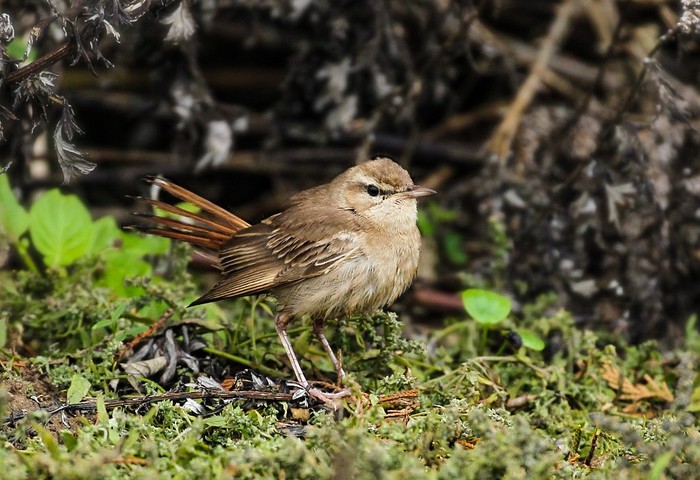 Eastern Rufous Bush Chat