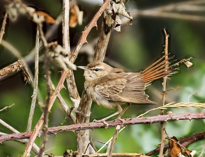 Eastern Rufous Bush Chat