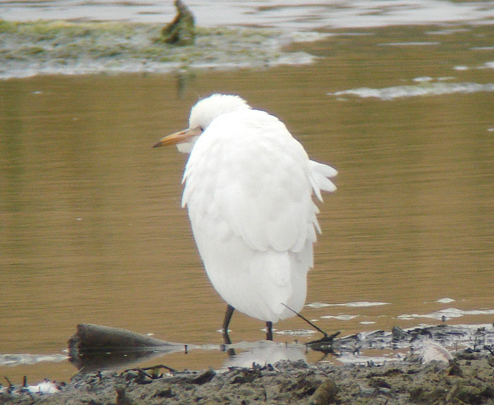 Cattle Egret
