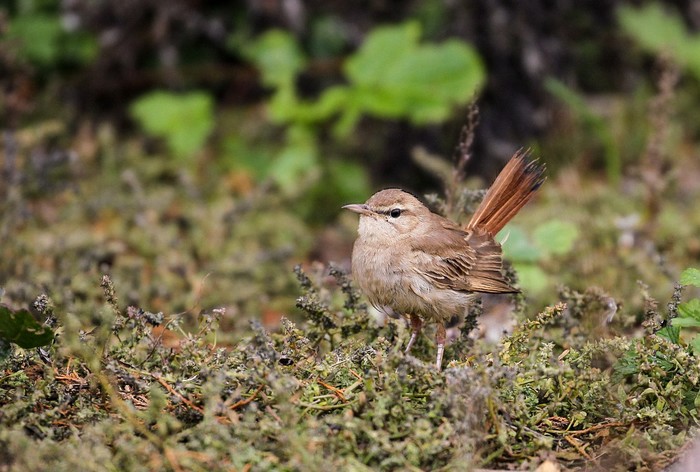 Eastern Rufous Bush Chat