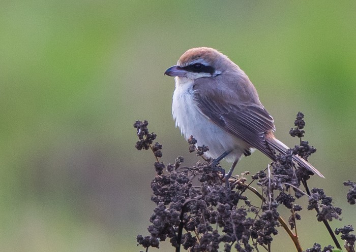 Brown Shrike