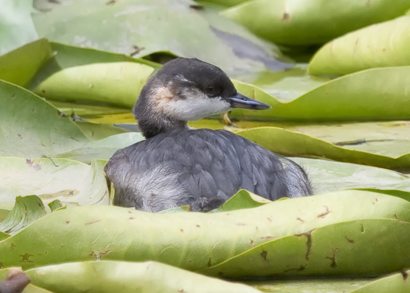 Black-necked Grebe