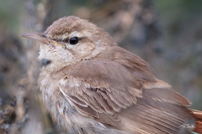 Eastern Rufous Bush Chat