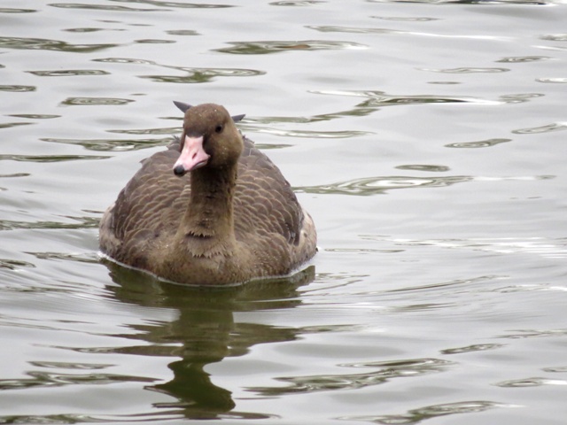 Russian White-fronted Goose