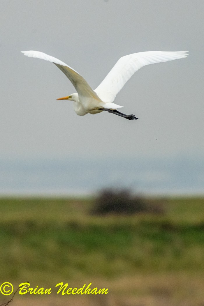Great White Egret