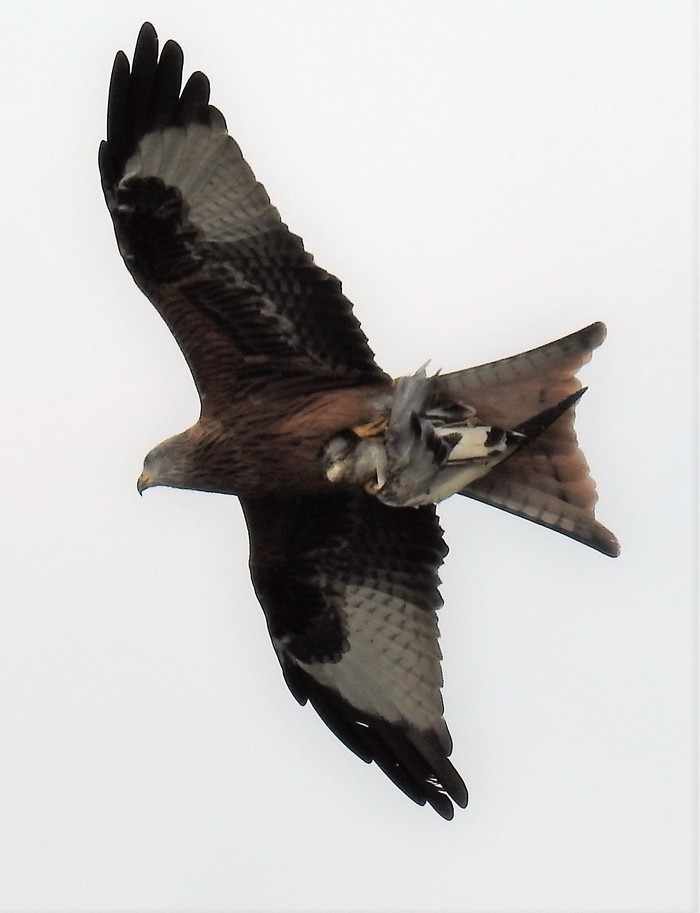 red kite