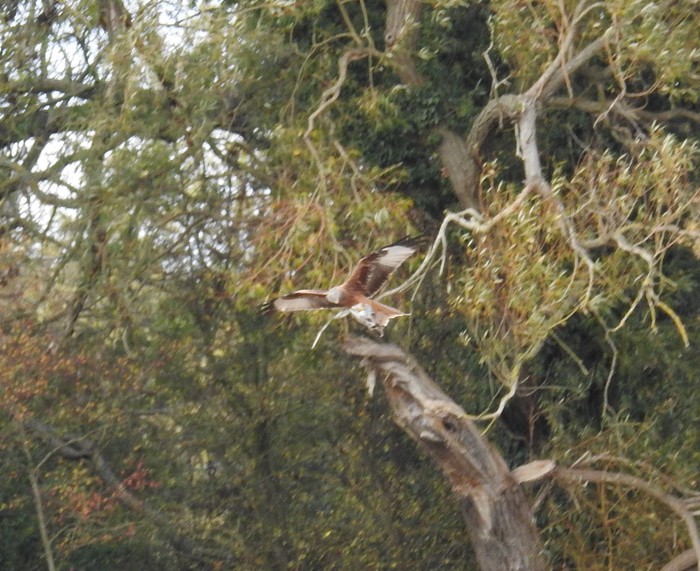 Red Kite