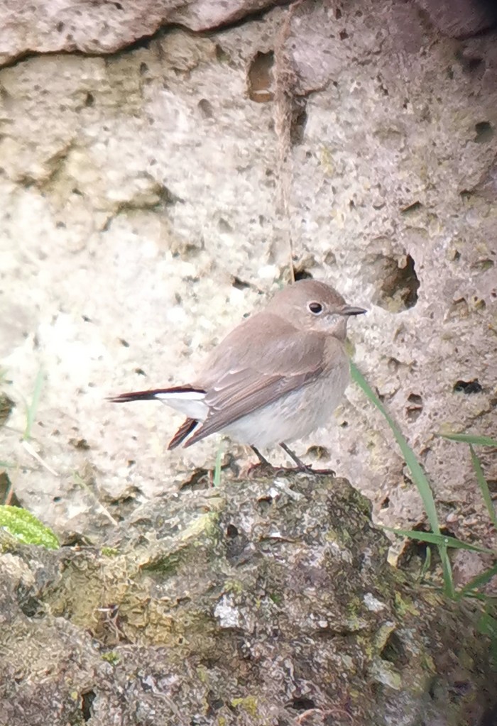 Taiga Flycatcher