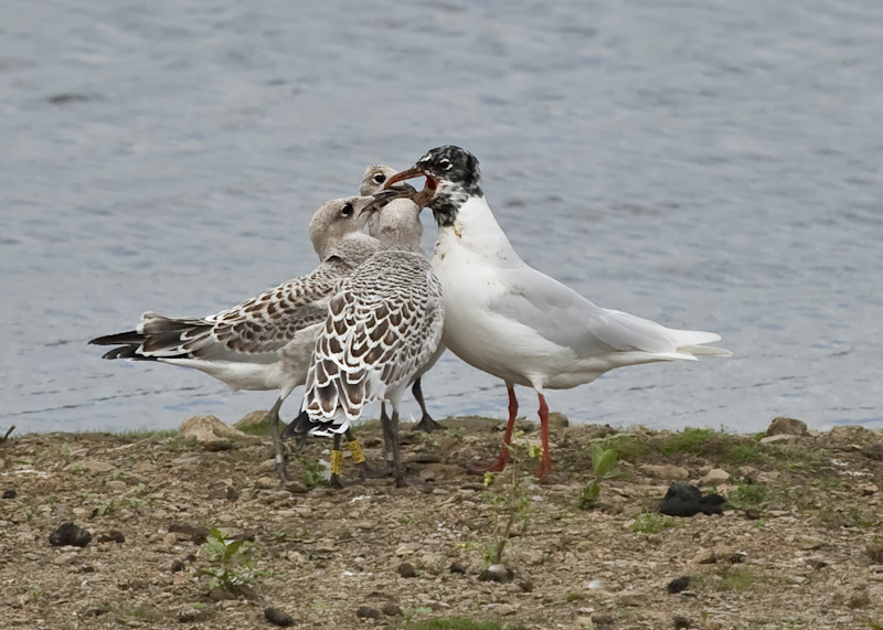 Mediterranean Gull