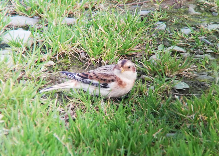 Snow Bunting