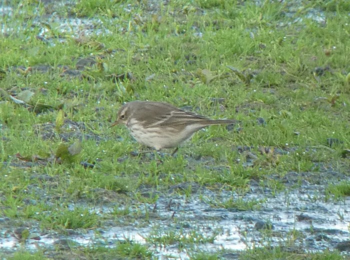 Water Pipit