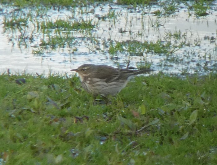 Water Pipit