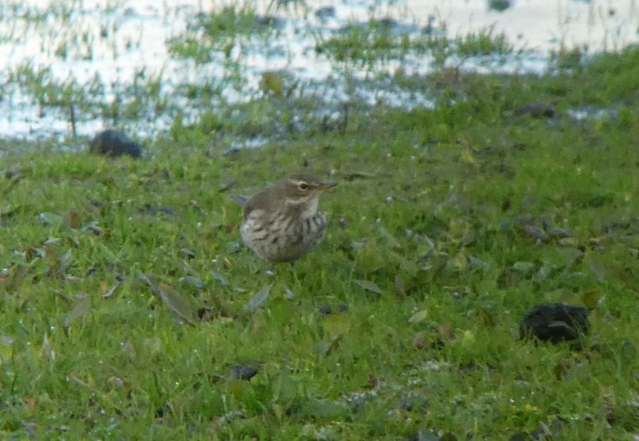 Water Pipit