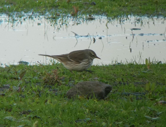 Water Pipit