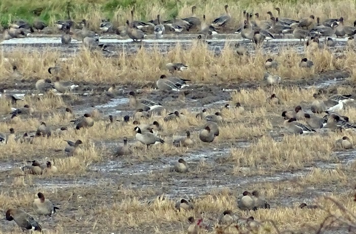 Richardson's Cackling Goose