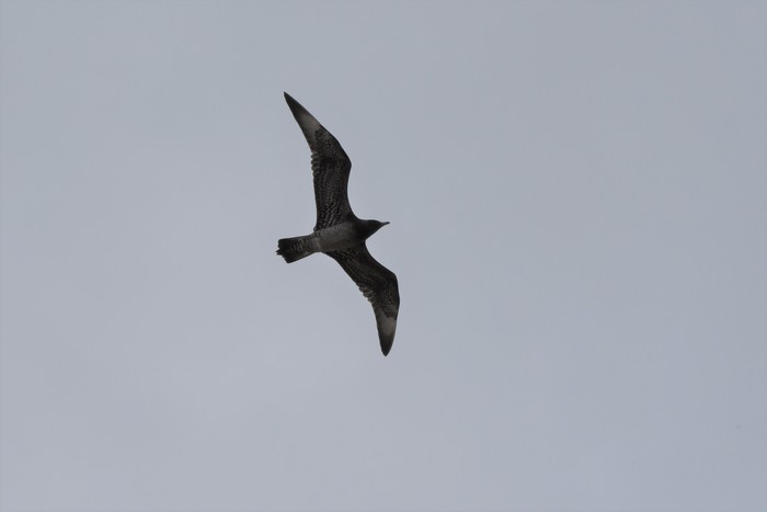 Arctic Skua