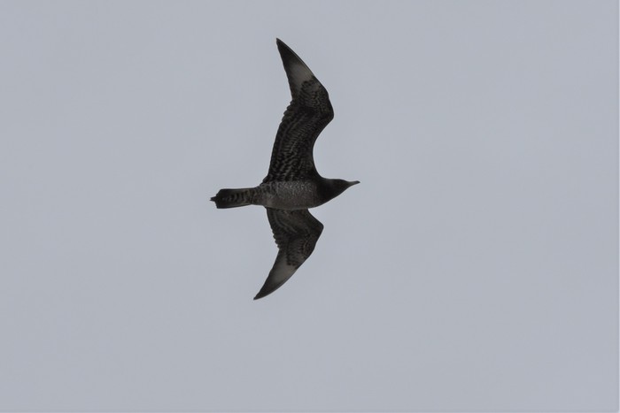 Arctic Skua