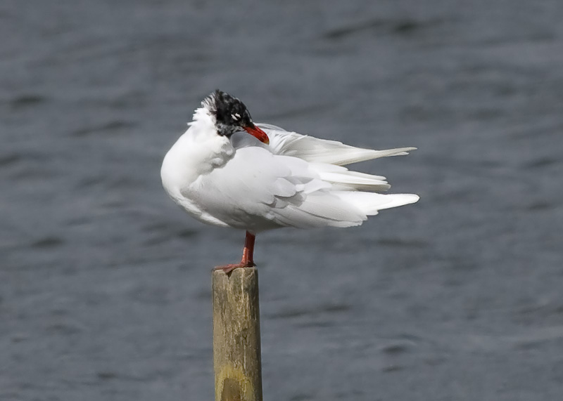 Mediterranean Gull
